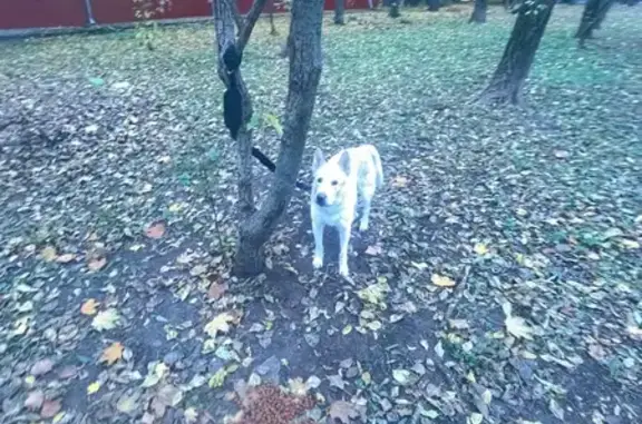 Найдена белая собачка, Никитинская 35 к1