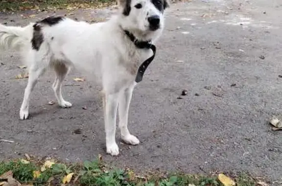 Найден пёс, Шпаковская 52, Ставрополь