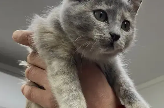 Кошка найдена у цветочного ларька, Салмышская 66/2