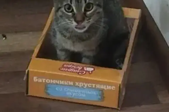 Пропала кошка, Октябрьская ул., Г. Ключ