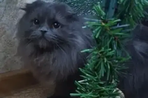 Пропала кошка, Нижний Новгород, ЛУКОЙЛ