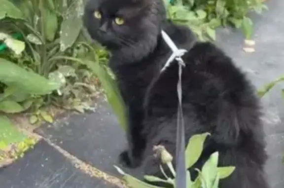 Пропала кошка, Окская ул. 5, Муром