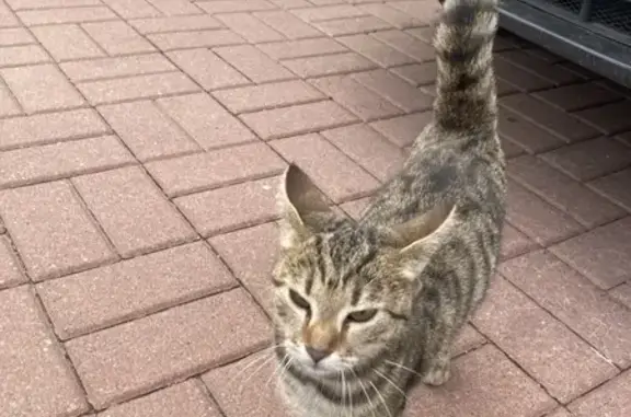 Найдена кошка, Санкт-Петербург, фото: Кошка найдена: Тверская ул., СПб