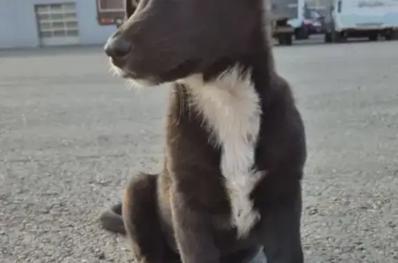 Пропала собака, 8-й Советский пер., Иркутск