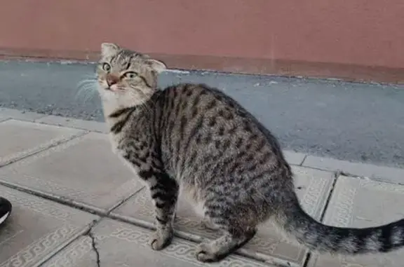 Кошка найдена: пр. Победы, 40, Оренбург