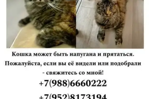 Пропала кошка, Промышленная 21/1