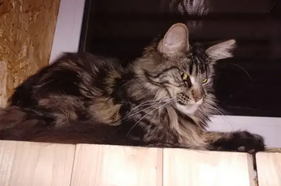 Кошки потеряшки, Пермь, фото: Потеряшка кошка, Слудская 5, Пермь