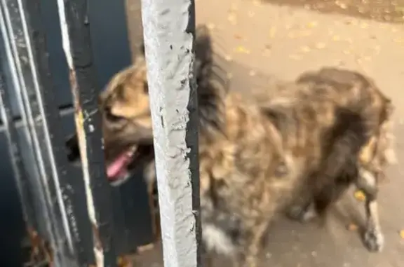 Собака найдена: 1-я ул. Энтузиастов, Москва