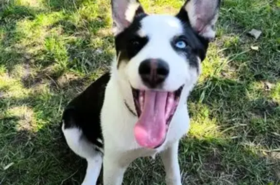 Собаки потеряшки, Тамбов, фото: Потеряшка собака Боня, Луговая ул, 3, Тамбов