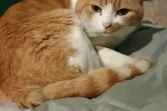 Кошка найдена: ул. Бабуркина, 12, Барнаул