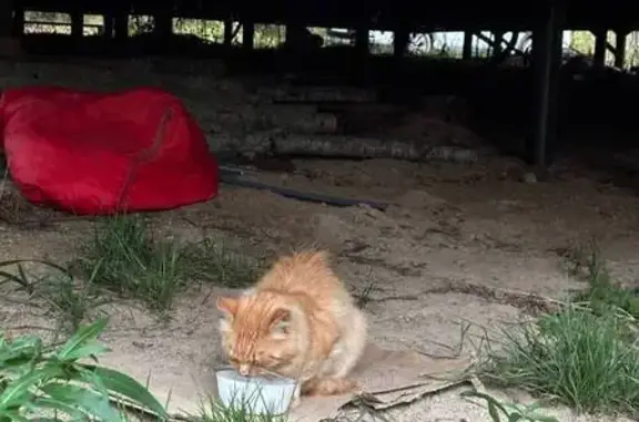 Найдена кошка, Ленинградская область, фото: Кошка найдена в Первомайском, Ленобласть