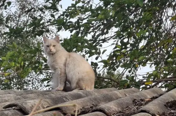 Кошки потеряшки, Каменск-Шахтинский, фото: Потеряшка кошка, ул. Кирова, Каменск-Шахт.