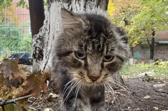 Найдена кошка, Ростов-на-Дону, фото: Кошка найдена на Портовой, Ростов-на-Дону