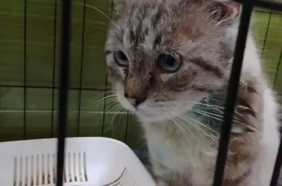 Пропала кошка, Целинная ул., 123, Русская Мамайка