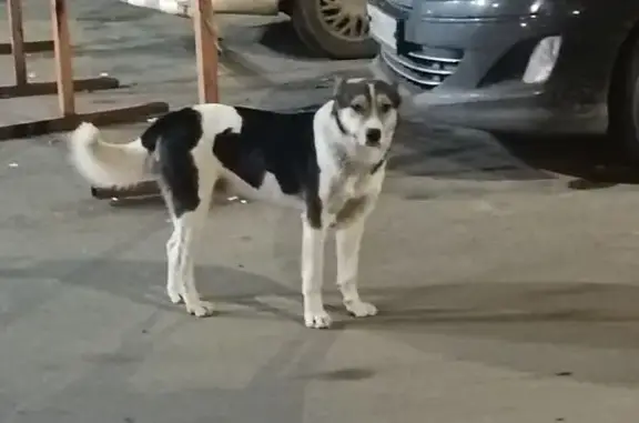 Найден кобель у ТЦ Абсолют, Иркутск