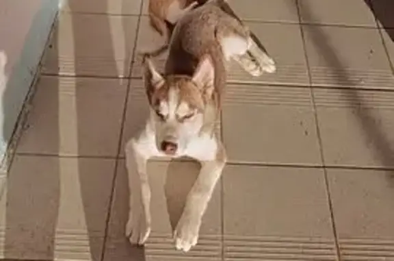 Собаки потеряшки, Лапыгино, фото: Потеряшка собака, Полевая ул. 11, Лапыгино