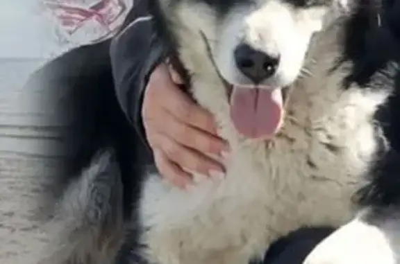 Пропала собака в д. Веккелево, Гатчинский р-н