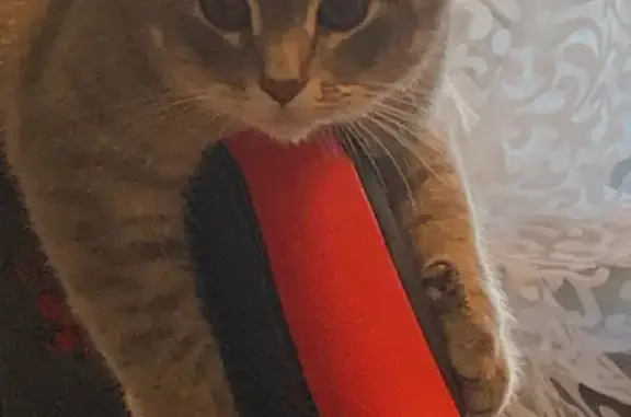 Пропала кошка, Ударная ул, 28, Новомосковск