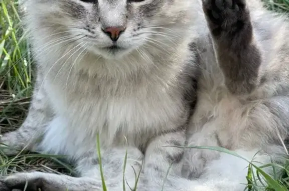 Пропала кошка, Изоляторная ул., Волгоград