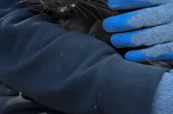 Кошки потеряшки, Самара, фото: Потеряшка кот на ул. Парижской Коммуны, 28