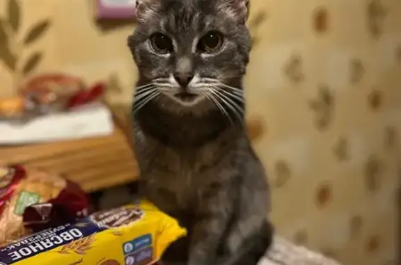 Пропала кошка, Нагорная ул. 19 с4, Москва