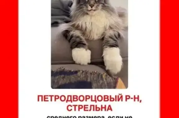 Пропала кошка, Красносельское шоссе, 97А