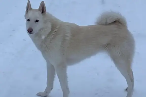 Пропала лайка Зара, Полозово, Пермский край
