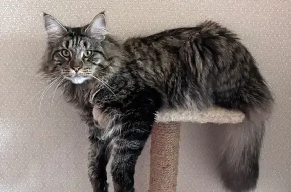 Кошки потеряшки, Реж, фото: Потеряшка кошка, ул. Металлургов, 3, Реж