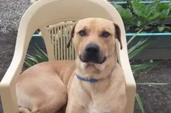 Собаки потеряшки, Ставропольский край, фото: Потеряшка собака, Барсуковская, СК