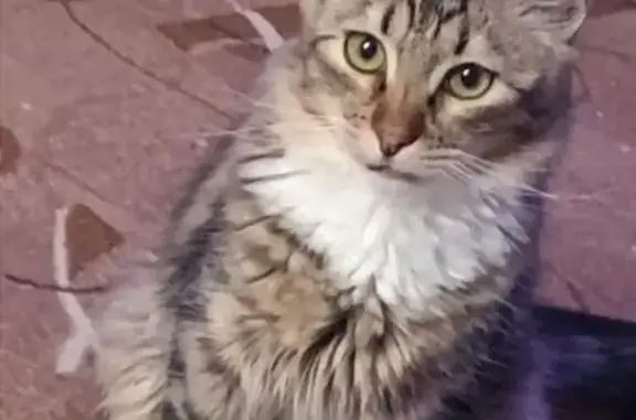 Кошки потеряшки, Петрозаводск, фото: Потеряшка кошка, Мурманская ул., 7