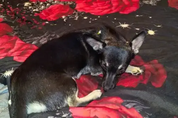 Той-терьер найден на ул. Б. Хмельницкого, 90