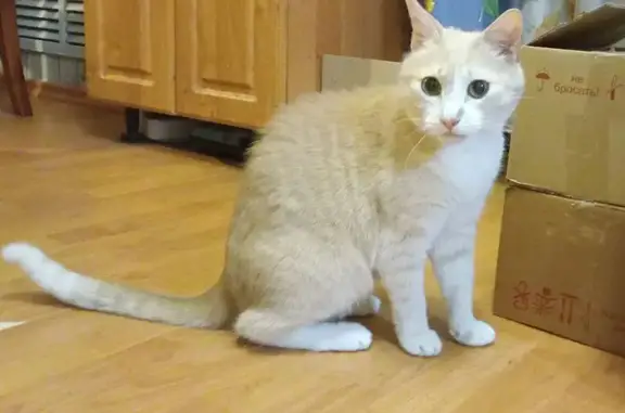 Кошки потеряшки, Петрозаводск, фото: Потеряшка кот, Красноармейская 8, Петрозаводск