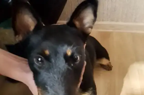 Найдена собака, Ставрополь, фото: Найдена собака, ул. Ленина, Ставрополь