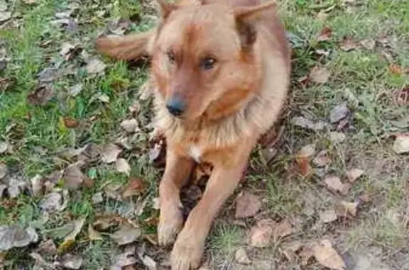 Найдена собака, Петрозаводск, фото: Найдена собака, Боровой пер., Петрозаводск