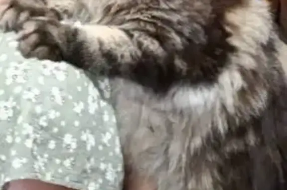 Кошки потеряшки, , фото: Потеряшка кошка, Конечная ул., 468