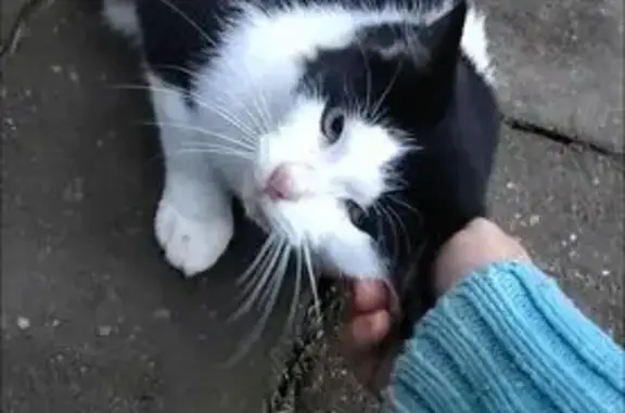 Найдена кошка, Московская область, фото: Кошка найдена, Дорожники, МО