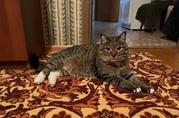 Кошки потеряшки, Медвежьегорск, фото: Потеряшка кошка, Медвежьегорск, Карелия