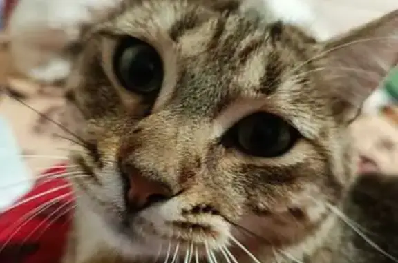 Кошки потеряшки, Уфа, фото: Потеряшка кошка, Грозненская ул., Уфа