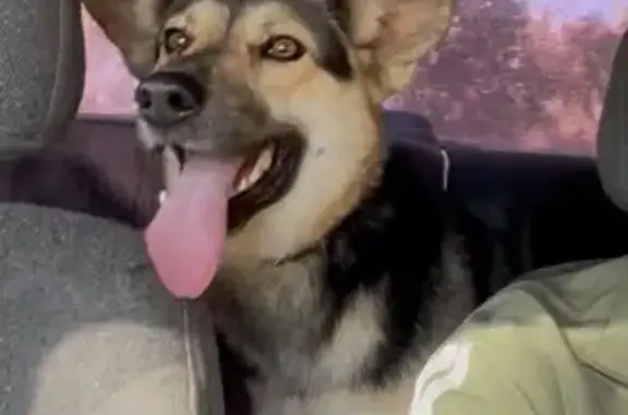 Собаки потеряшки, , фото: Потеряшка собака, Семиозерское, Татарстан