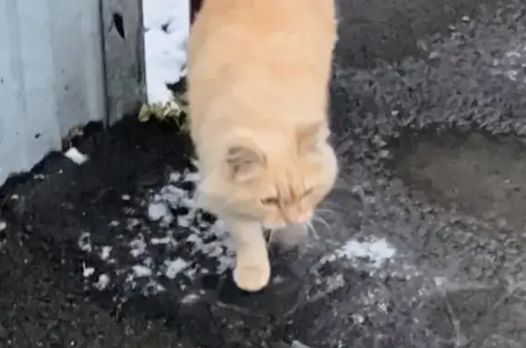 Найдена кошка, Барнаул, фото: Кошка найдена на Никитина, 171, Барнаул