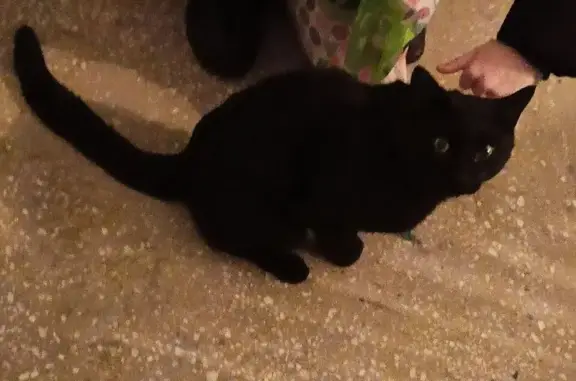 Кот найден: Островского 36, Барнаул