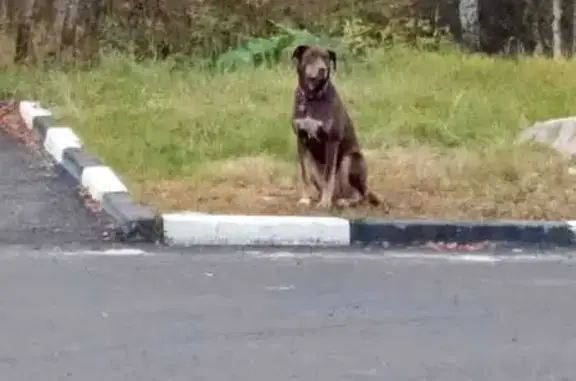 Найдена собака, Костромская область, фото: Собака найдена у заправки Роснефть, Кострома