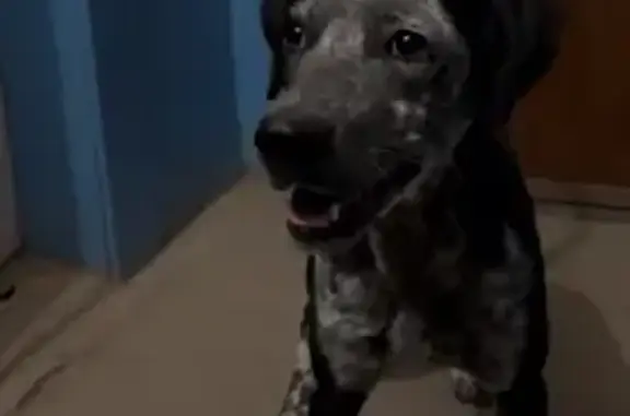 Найдена собака, Грановский 59Д, Астрахань