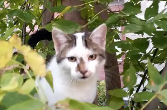 Найдена кошка, Санкт-Петербург, фото: Кошка найдена: Искровский пр., 22, СПб