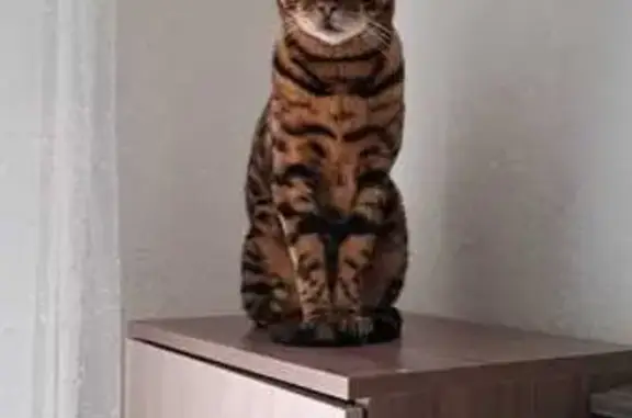 Кошки потеряшки, Новый Уренгой, фото: Потеряшка кот, Ленинградский пр., 10Г, Новый Уренгой