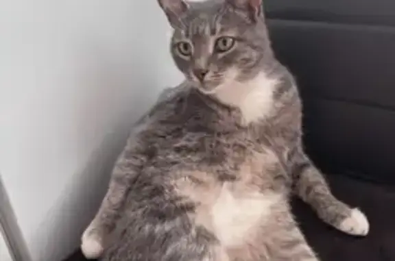 Кошки потеряшки, Оренбург, фото: Потеряшка кошка ул. Макаровой-Мутновой, Оренбург