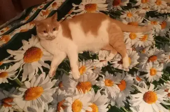 Кошки потеряшки, Борисов, фото: Потеряшка кот, ул. Павла Рака, 107, Борисов