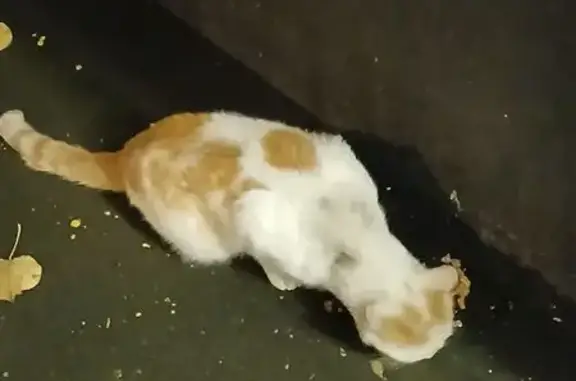 Кошка найдена на Чертановской, 58 к2