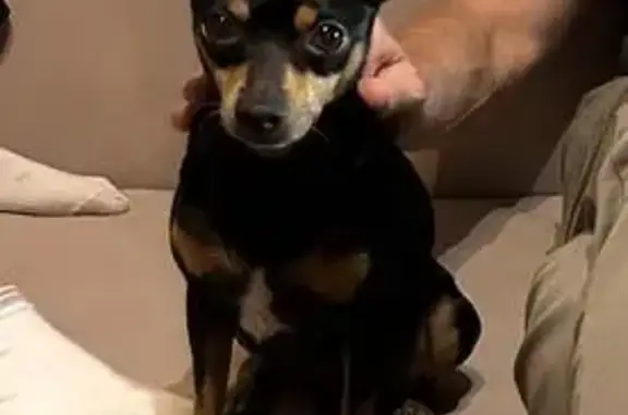 Найден той-терьер на ул. Конституции, 14