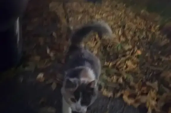 Найденные животные Нальчик, фото: Кошка найдена у Архивной, Горького 13, Нальчик